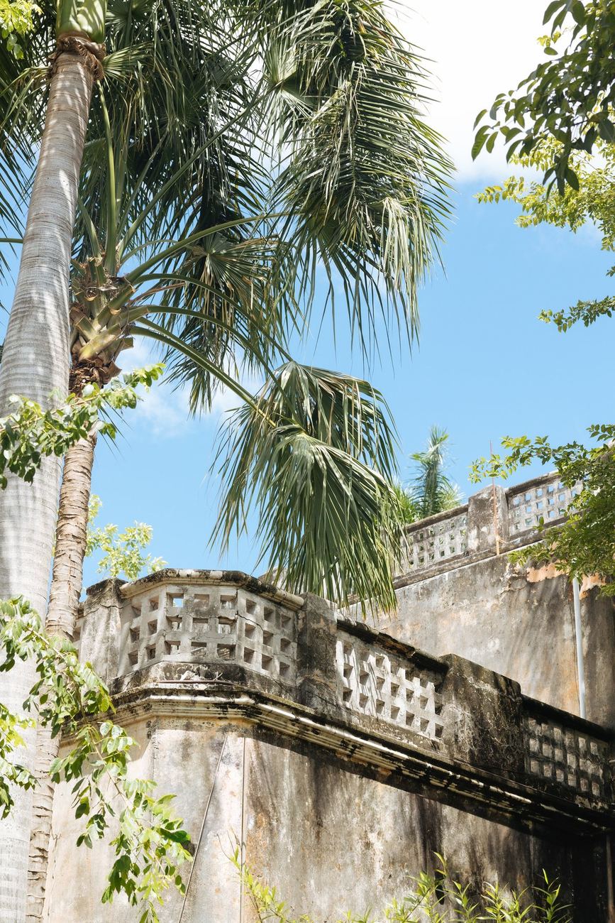 Palmera y balaustrada